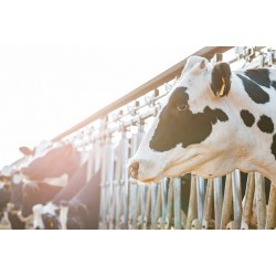 Ministro reitera medidas de incentivo à pecuária leiteira